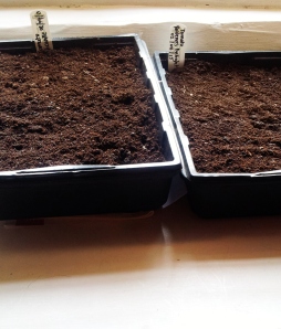 Debut tomato seed growing