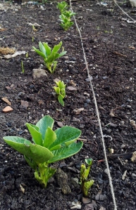 Broad beans planted back in Nov, some are growing faster than others